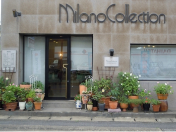 MIlano　Collection　大平店